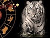 Встречайте год Черного водяного Тигра