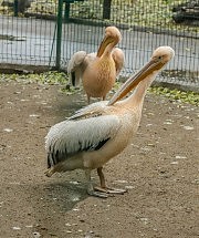 Кудрявые пеликаны