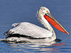 На придунайских озерах ждут кудрявых пеликанов
