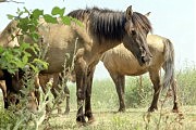 Вот они — дикие лошади породы «коник»