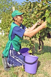 35 лучших мастеров из винодельческих хозяйств Крыма, Закарпатья, Одесской и Николаевской областей соревновались в умении быстро и качественно убирать виноград.