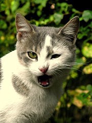 Все идет ко сну. В том числе и кот...