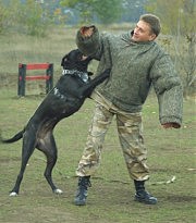 Начальник кинологической службы одесского комиссариата «Международной полицейской корпорации общественной безопасности» Олег Радомысельский знает силу челюстей кане корсо не понаслышке!