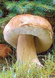 «Красная книга Украины» — это список редких и исчезающих видов животных, растений и грибов