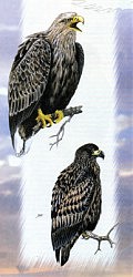 А это — орлан-белохвост. Его редко, но еще можно встретить, и тоже в Дунайских плавнях. Как исчезающий вид эта гордая птица занесена в «Красную книгу Украины»