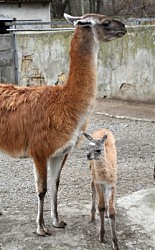 Лама с детенышем