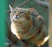 Вроде котик котиком, а на самом деле дикий!