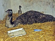 Папа-эму готов защитить своих птенцов