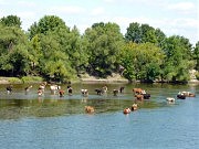 Купание коров