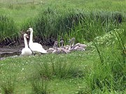 Лебеди и лебедята