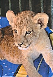 Чистый тебе котенок — резвый, озорной, все время норовящий приласкаться