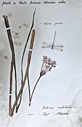 Работа Александра Мирзина из серии «Гербарий»