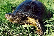 Болотная черепаха