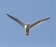 Взрослая чайка  в атаке