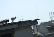 Птенец на крыше
