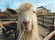 «А где же ворота?». Дарья Каташинская (Ильичевский ЦНТТУМ)