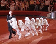Шоу королевских пуделей народного артиста России Петра Простецова