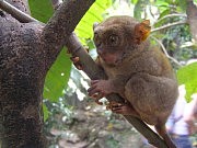  У нас по деревьям кошки лазят, а у них — долгопят!