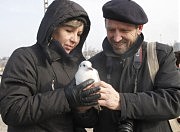 Эту замерзшую чайку удалось отогреть и выпустить