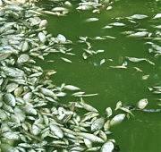  Мертвая рыба