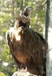 «Нам — 90!». Наверное, об этом кричит гриф в своем вольере