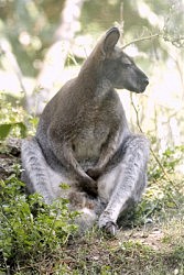 И о чем это так задумался кенгуру?