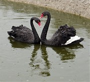 Черные лебеди демонстрируют верность