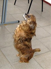 У Тяпы после ДТП были парализованы задние лапки, а теперь она уже «служит». Тяпа третий год ждет хозяина