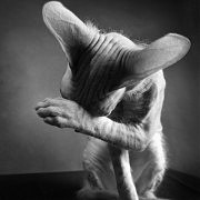 «Год собаки» (из коллекции  «Куда уходят все кошки»), серебряная медаль, Дмитрий Константинов