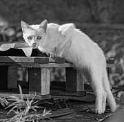 «Звезда балета», Павел Матненко