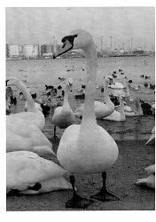 «Грустный лебедь». Наталья Краева (ЦДЮТ «Самоцвит»)