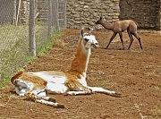 Экзотические зверушки фрумушикского зоопарка