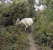 Островная дикая корова