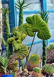 На небольшой площади у кактусиста-любителя отлично уживаются чудо-растения колючие и не очень, и даже совсем «ласковые»