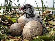 Птенец чомги