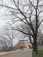 Дубки-корифеи парка