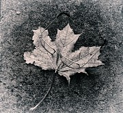 «Осень жизни». Игорь Ландер