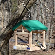 Птицы радостно щебечут, прилетая к кормушке