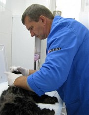 На осмотре ветврача пострадавшая на улице кошка