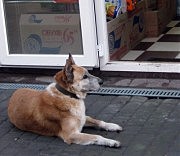 А этот «символ» 2018 года уже старенький, бегать ему тяжело. Вот и ждет он «подаяния» на рынке «СВiД»