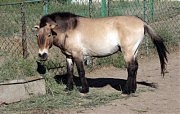 Лошадь Пржевальского
