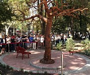 У здания ОНПУ появился арт-объект — «Древо познаний»