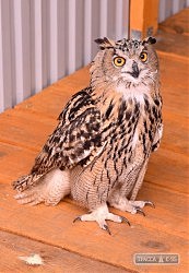 Филин-переселенец