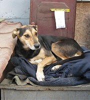 Восседающая на высоте Жуля давно живет в «Ковчеге». Подстилку принес ей кто-то из друзей приюта. Когда-то она по вине людей тоже осталась без родного дома