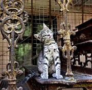 «Одесский подросток» (Александр Синельников. Одесса)