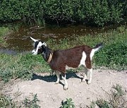 Нужны полноценные пастбища для выпаса животных