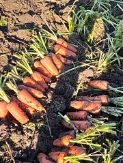 Вот какая морковь выросла на полях агрофирмы, которой руководит лауреат редакционного конкурса «Люди дела» Дмитрий Мотуляк