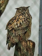 Филин получил защиту