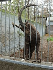 Любимец директора зоопарка