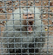 Павиан Жорик